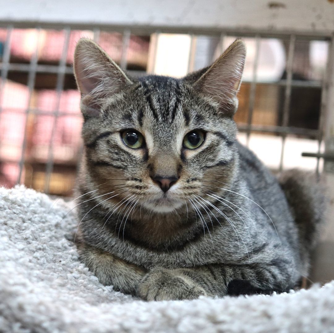 Enlarge Nickel, a Adopted Domestic Short Hair in Boiling Springs, PA image 2/2