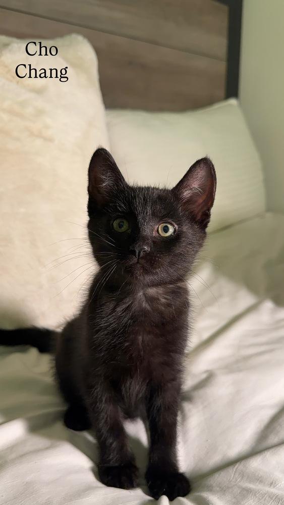 Enlarge CHO CHANG, a Adoptable mixed breed in Beaumont, CA image 1/1