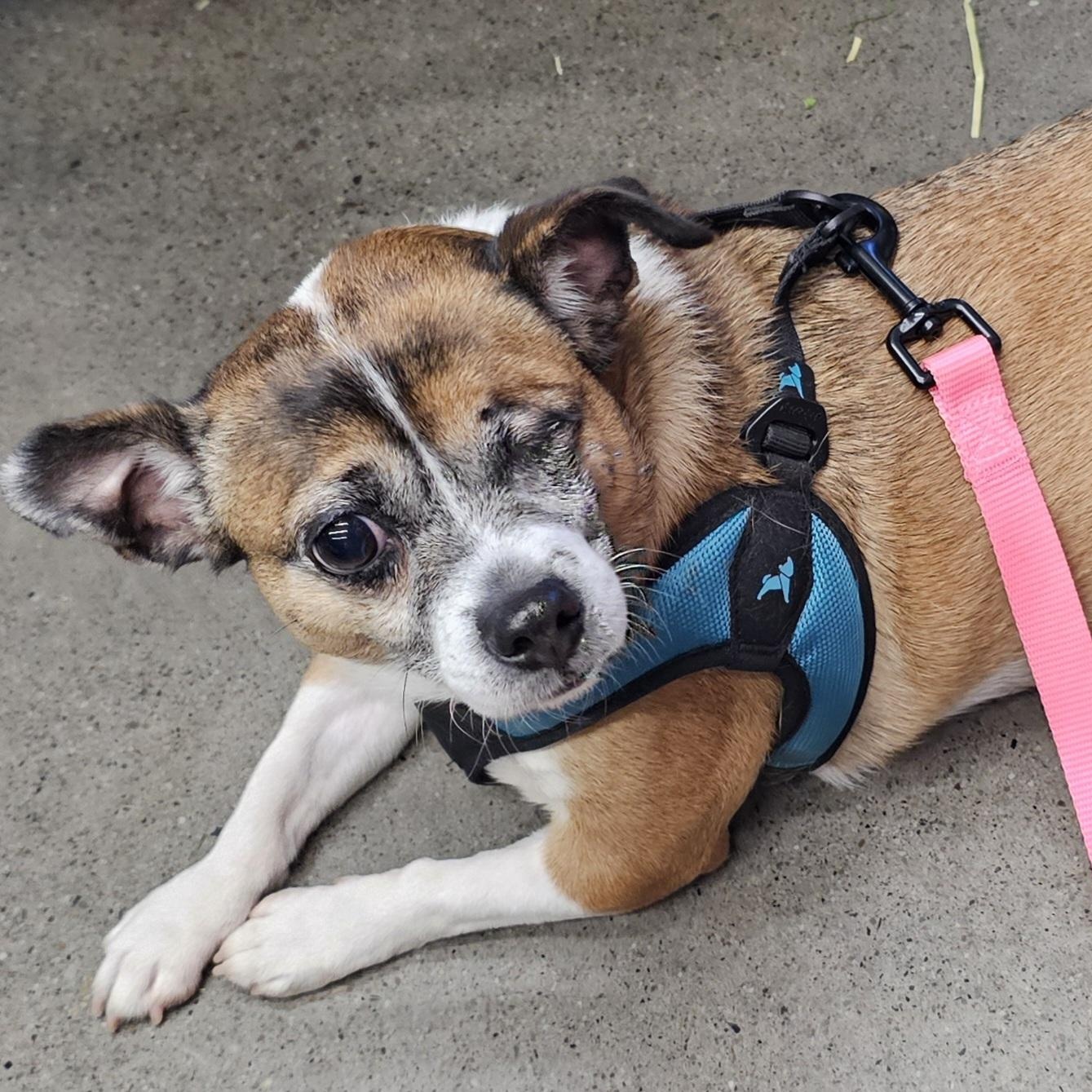 Rose, an adopted mixed breed in Greensburg, PA image 1/2