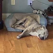 Enlarge Espresso Bean, a Adoptable mixed breed in Salt Lake City, UT image 1/6