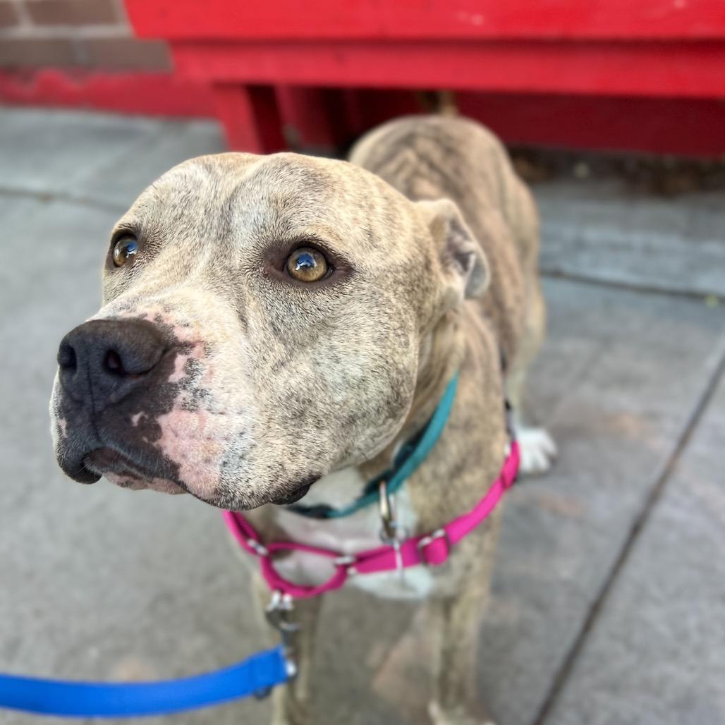 Enlarge Espresso Bean, a Adoptable mixed breed in Salt Lake City, UT image 2/6