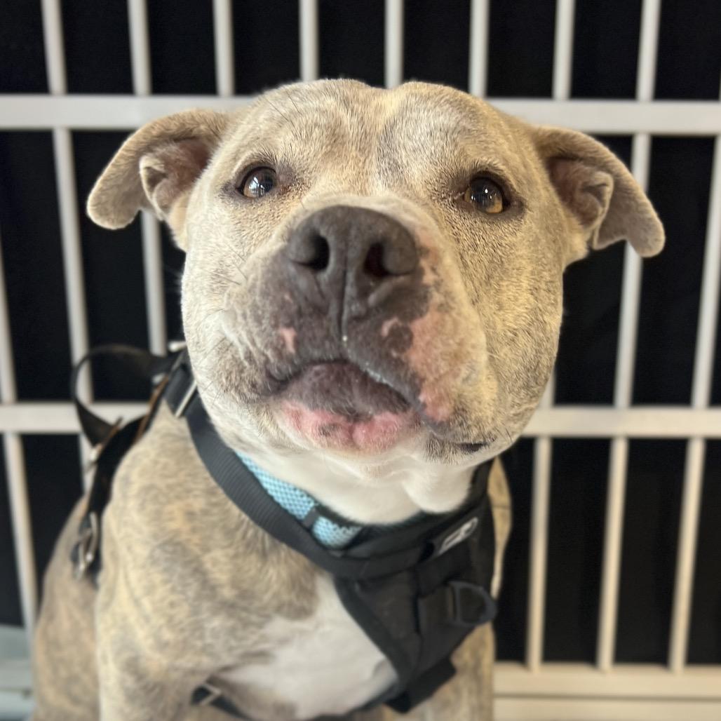 Enlarge Espresso Bean, a Adoptable mixed breed in Salt Lake City, UT image 4/6