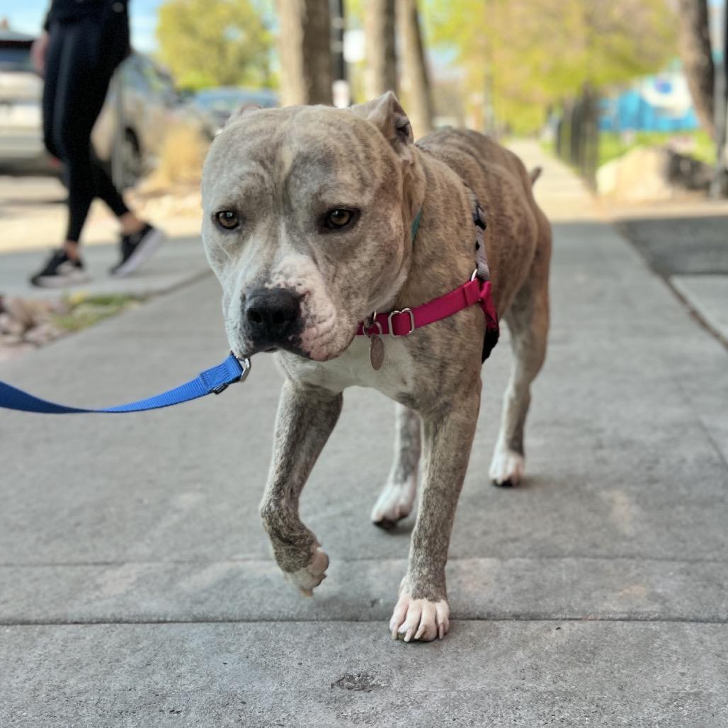 Enlarge Espresso Bean, a Adoptable mixed breed in Salt Lake City, UT image 5/6