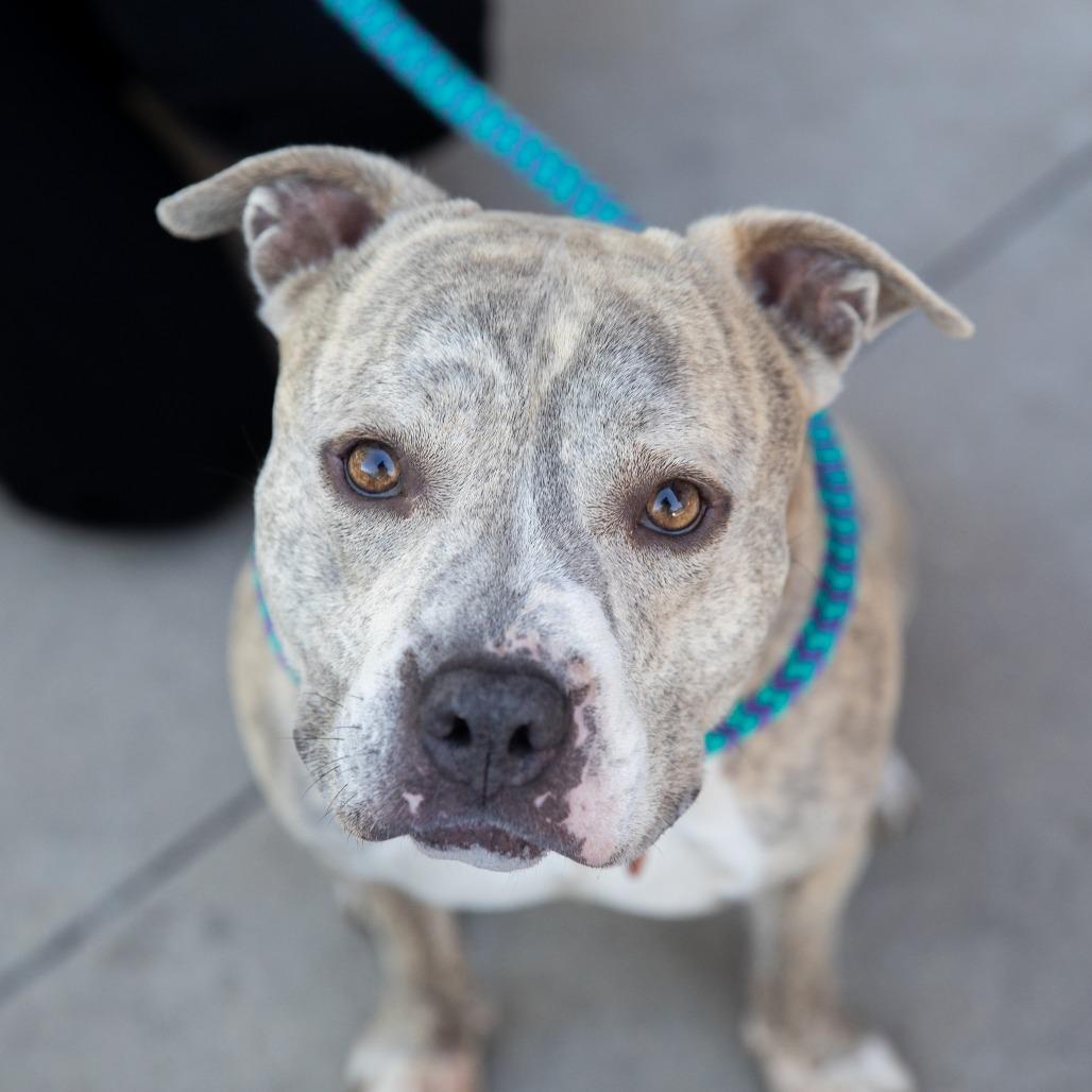 Enlarge Espresso Bean, a Adoptable mixed breed in Salt Lake City, UT image 6/6