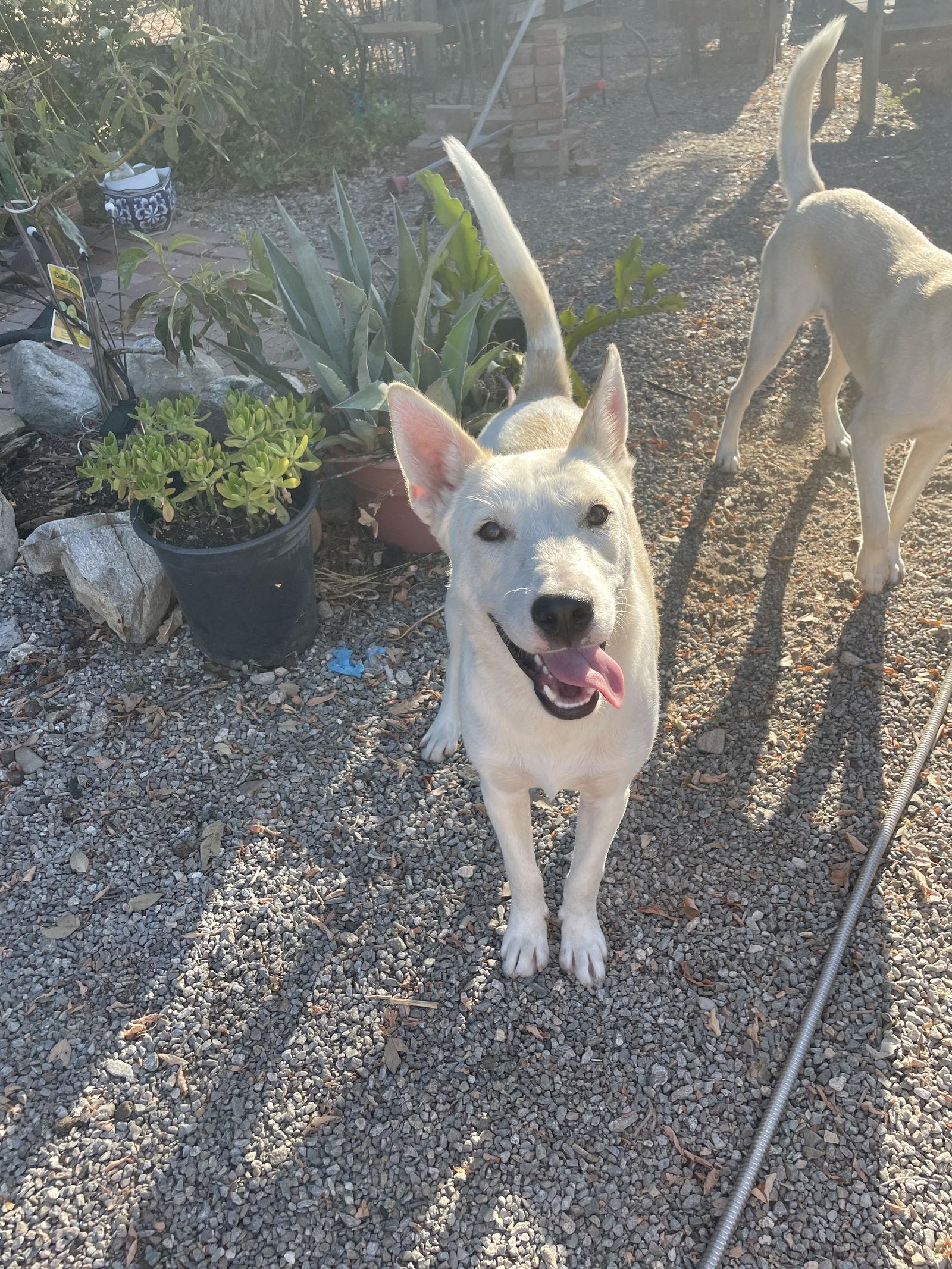 Sundance, Adoptable, Young Male German Shepherd Dog.