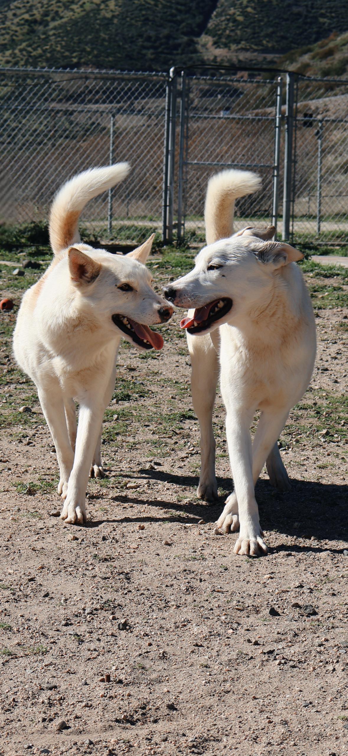 Enlarge Sundance, a Adoptable German Shepherd Dog in Rancho Cucamonga, CA image 1/3