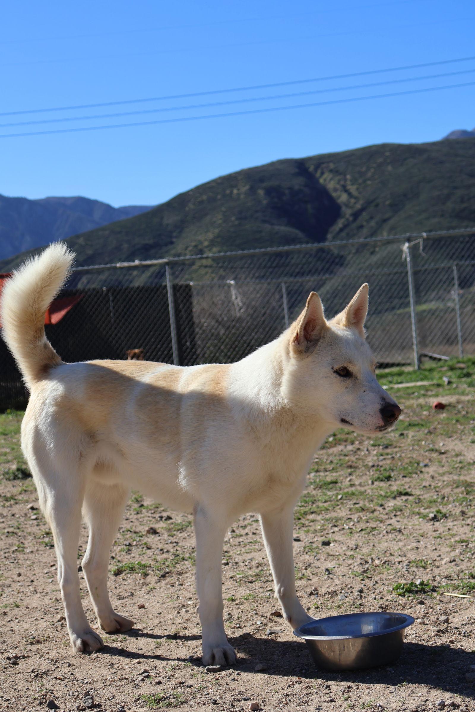 Enlarge Sundance, a Adoptable German Shepherd Dog in Rancho Cucamonga, CA image 2/3