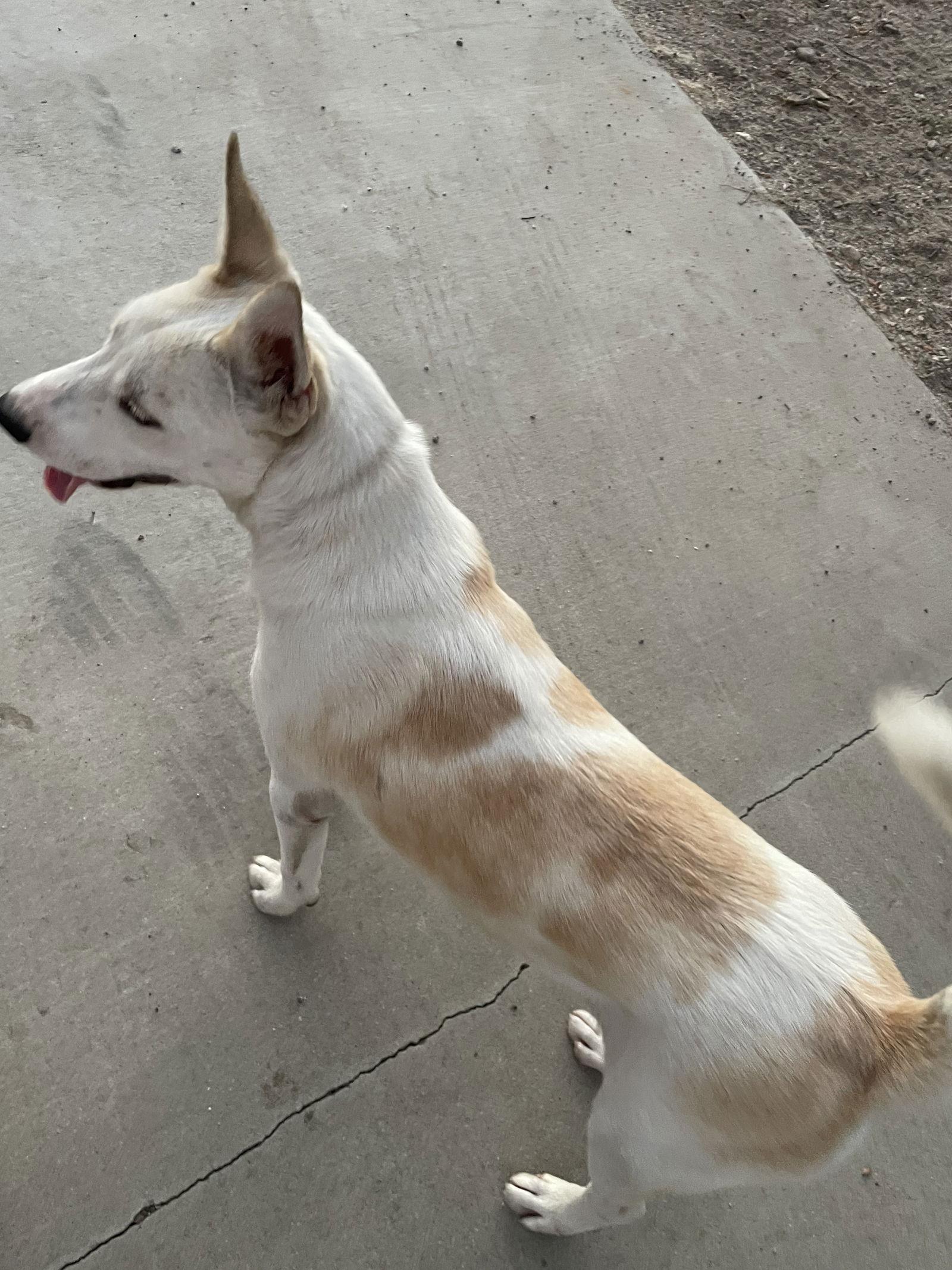 Enlarge Sundance, a Adoptable German Shepherd Dog in Rancho Cucamonga, CA image 2/3