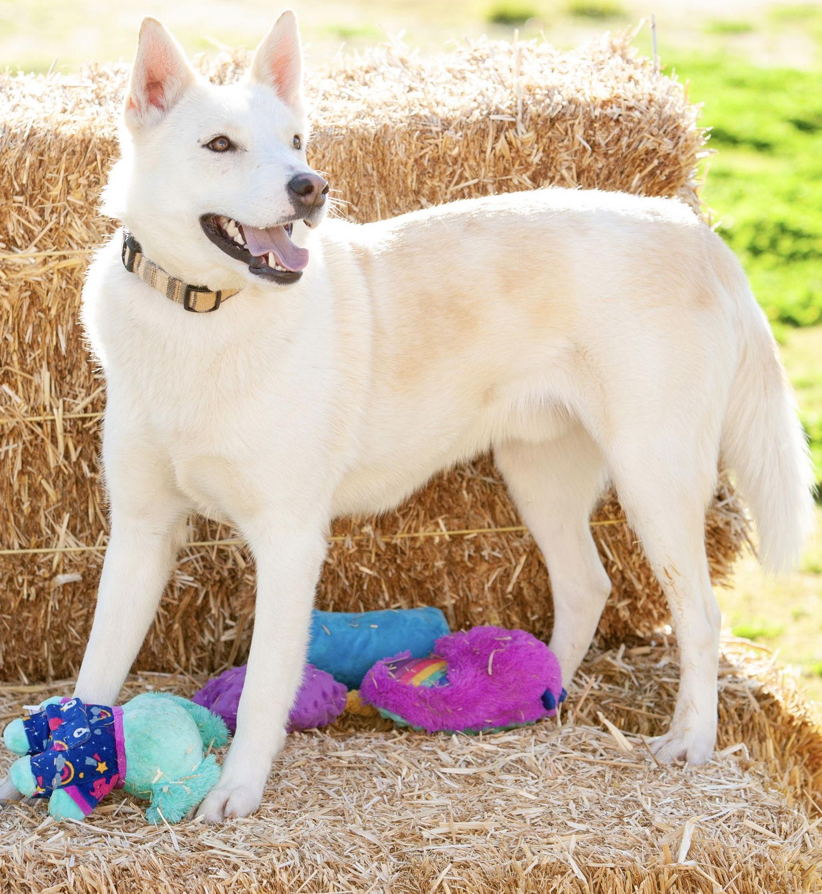 Enlarge Sundance, a Adoptable German Shepherd Dog in Rancho Cucamonga, CA image 3/3