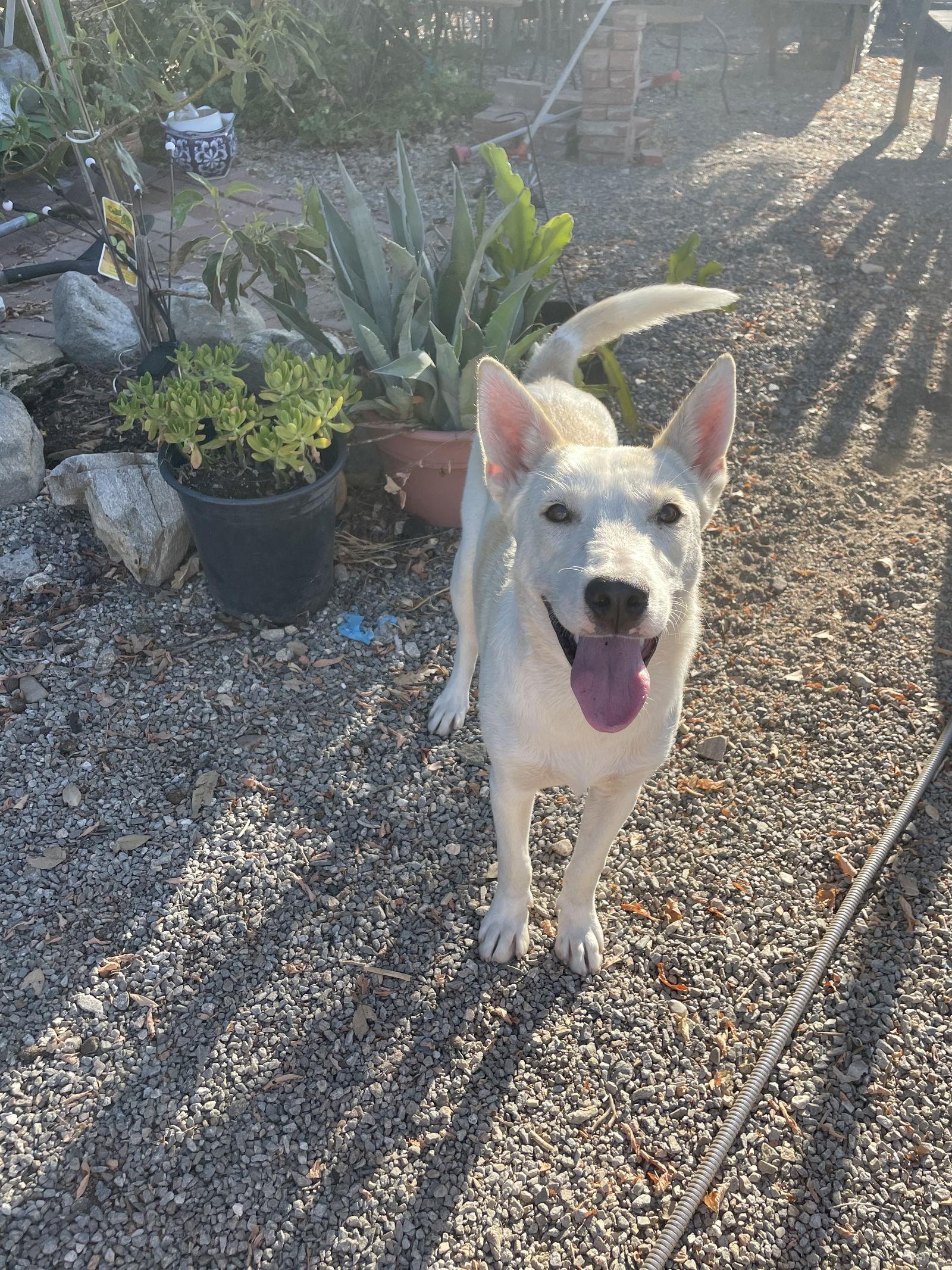 Enlarge Sundance, a Adoptable German Shepherd Dog in Rancho Cucamonga, CA image 3/3