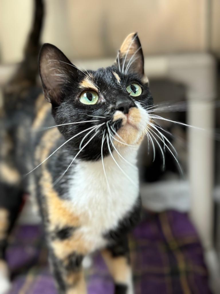 Sasha, Adopted, Adult Female Domestic Short Hair.