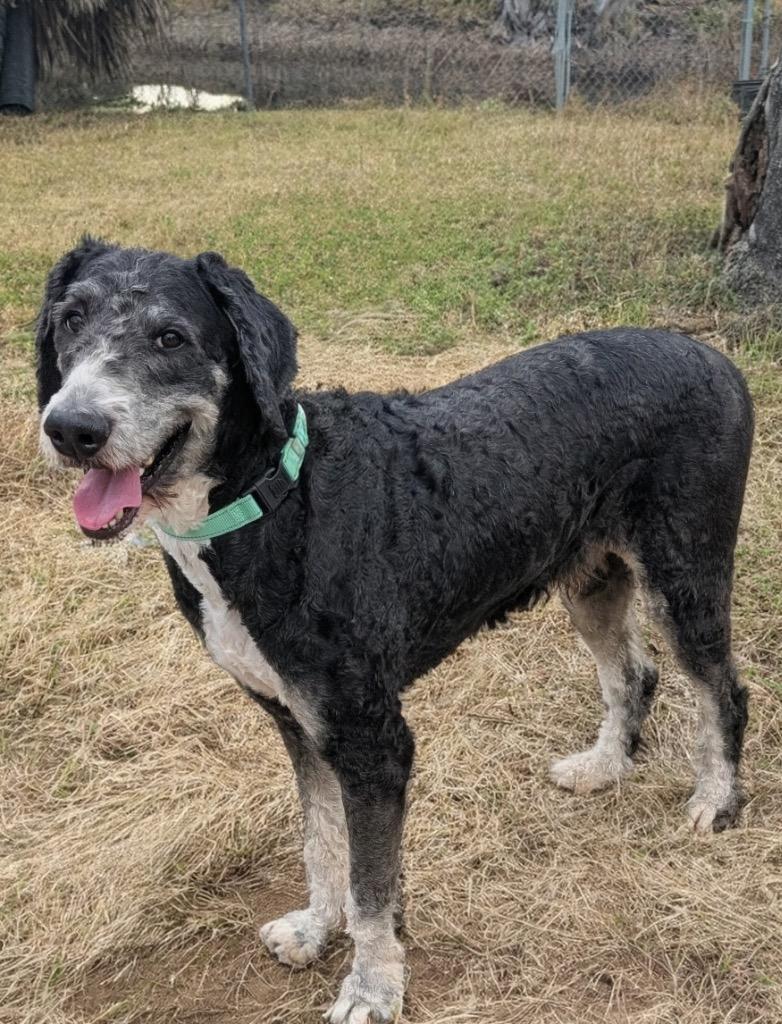 Oliver-Good Bernedoodle Boy!, a Adoptable mixed breed in Fort Myers, FL image 1/6