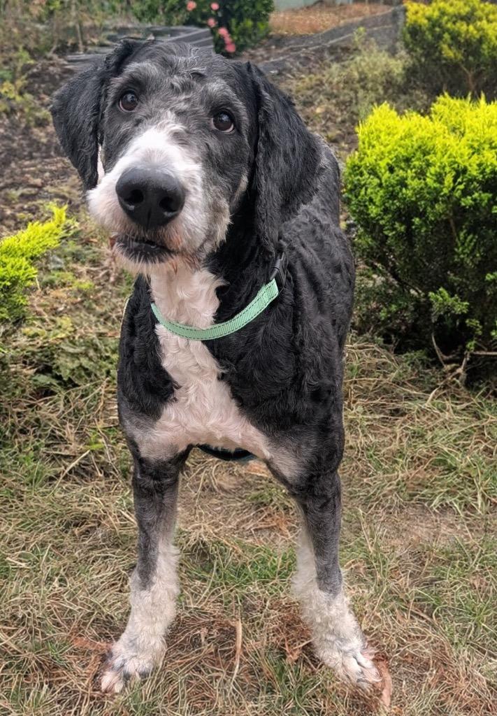 Oliver-Good Bernedoodle Boy!, a Adoptable mixed breed in Fort Myers, FL image 2/6
