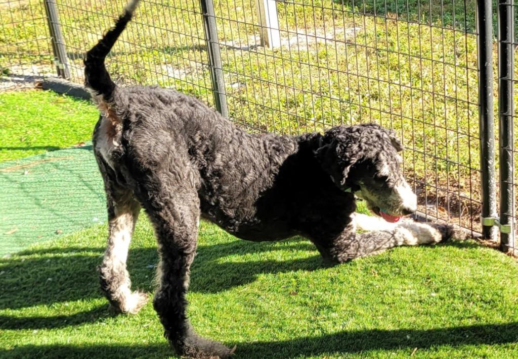 Oliver-Good Bernedoodle Boy!, a Adoptable mixed breed in Fort Myers, FL image 3/6