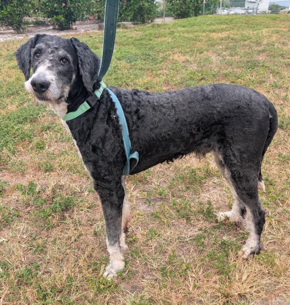 Oliver-Good Bernedoodle Boy!, a Adoptable mixed breed in Fort Myers, FL image 4/6