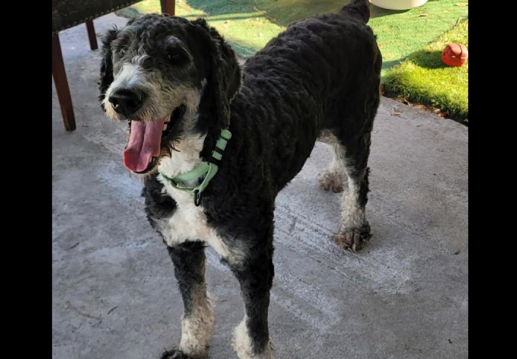 Oliver-Good Bernedoodle Boy!, a Adoptable mixed breed in Fort Myers, FL image 5/6