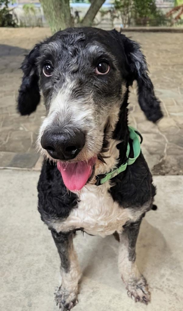 Oliver-Good Bernedoodle Boy!, a Adoptable mixed breed in Fort Myers, FL image 6/6