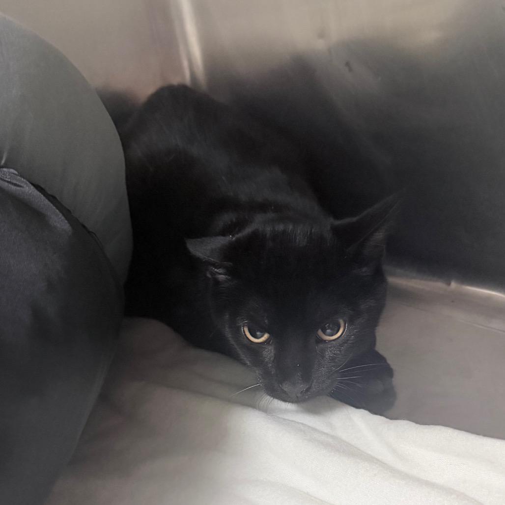 Enlarge Duke, a Adoptable Domestic Short Hair in Titusville, FL image 1/1