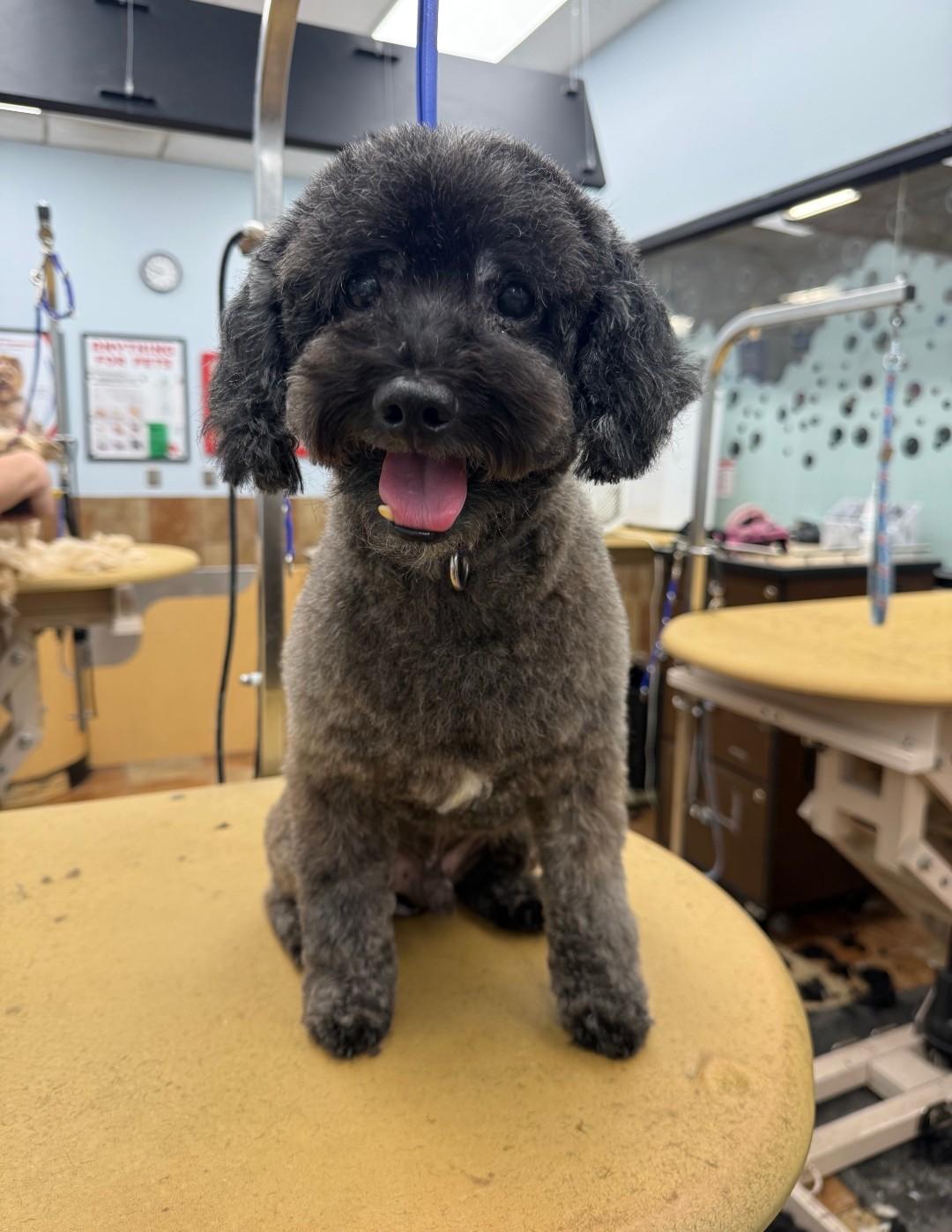 Enlarge DUDLEY PAWSRITE, an adopted Miniature Poodle in Troutman, NC image 1/3