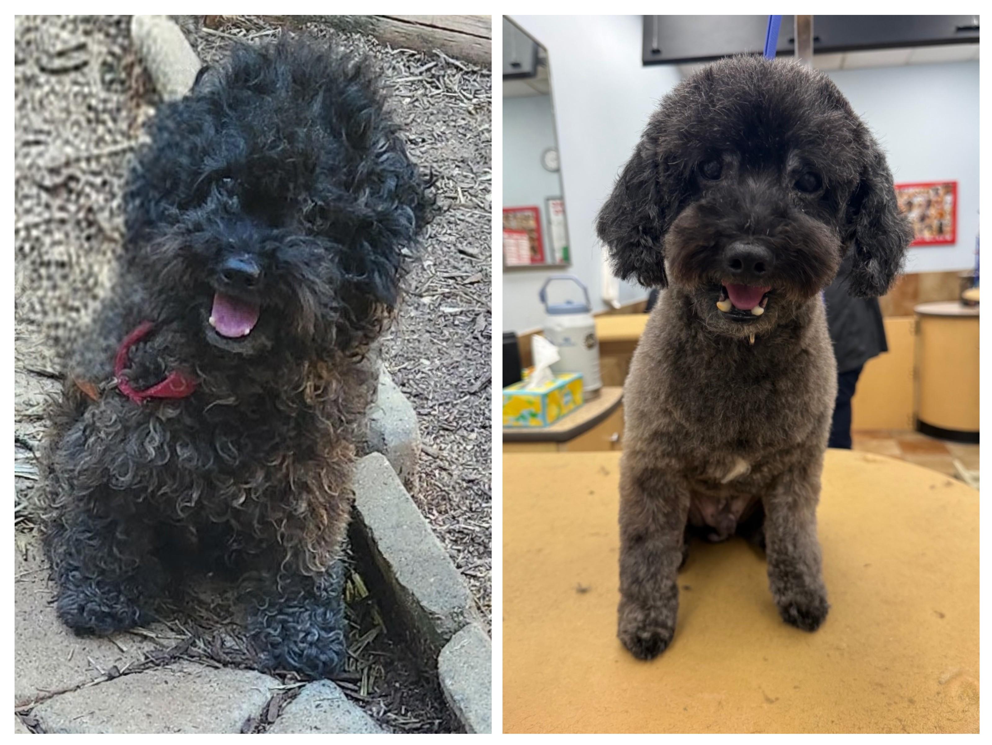 Enlarge DUDLEY PAWSRITE, an adopted Miniature Poodle in Troutman, NC image 3/3