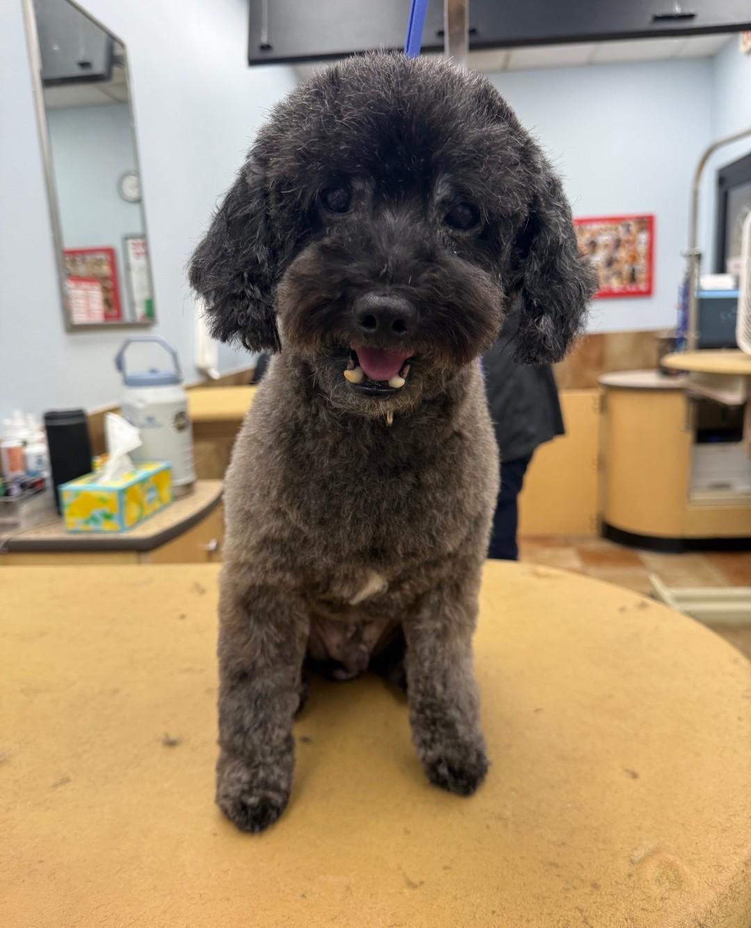 Enlarge DUDLEY PAWSRITE, an adopted Miniature Poodle in Troutman, NC image 2/3