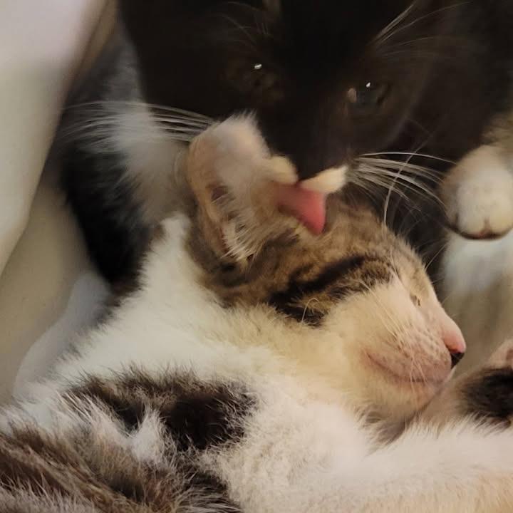 Lily, Adoptable, Kitten Female Domestic Short Hair.