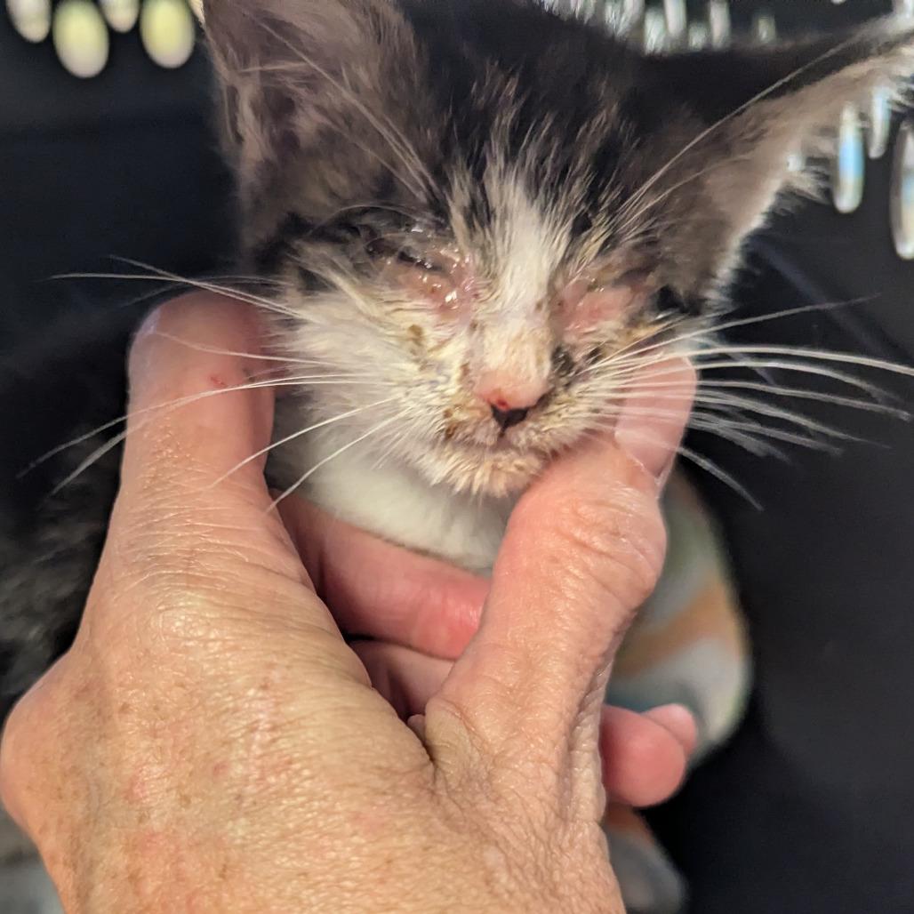 Lily, a Adoptable Domestic Short Hair in Marysville, OH image 3/4