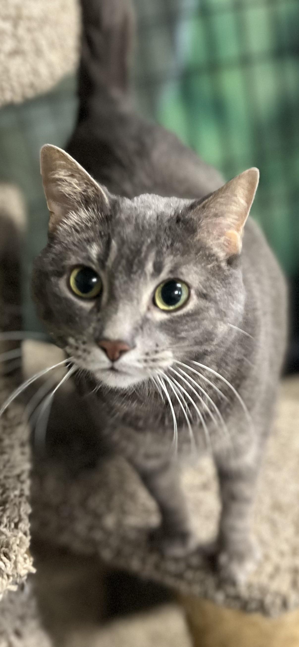 Enlarge Angel, an adopted Domestic Short Hair in Holland, MI image 2/4