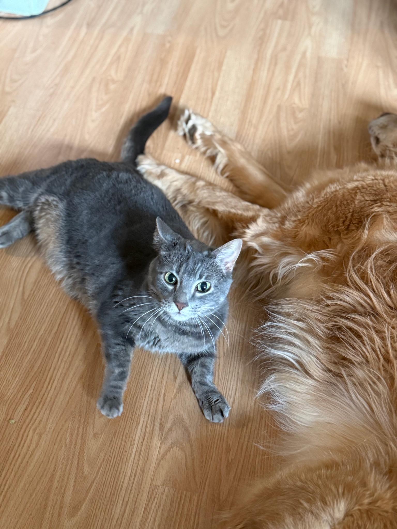 Enlarge Angel, an adopted Domestic Short Hair in Holland, MI image 1/4