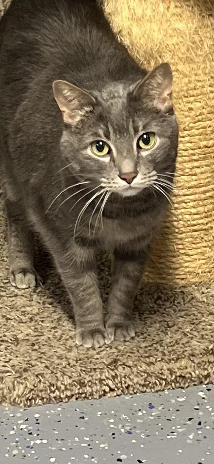 Enlarge Angel, an adopted Domestic Short Hair in Holland, MI image 3/4