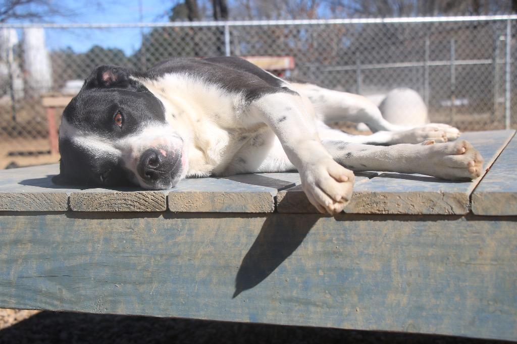 Baxter 23, Adoptable, Adult Male Labrador Retriever.
