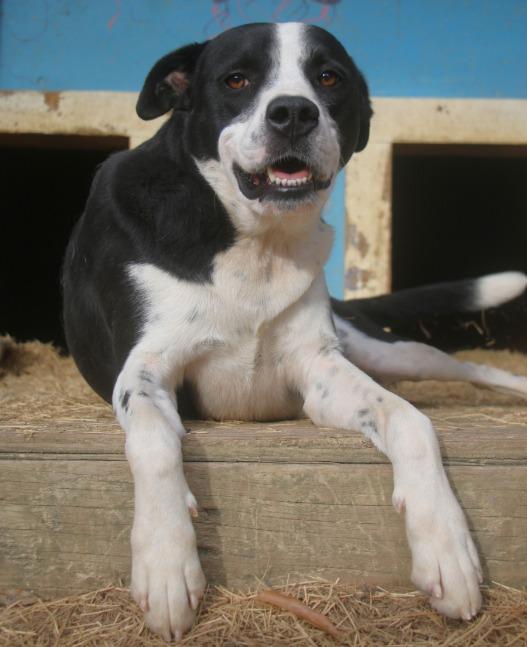 Baxter 23, Adoptable, Adult Male Labrador Retriever.