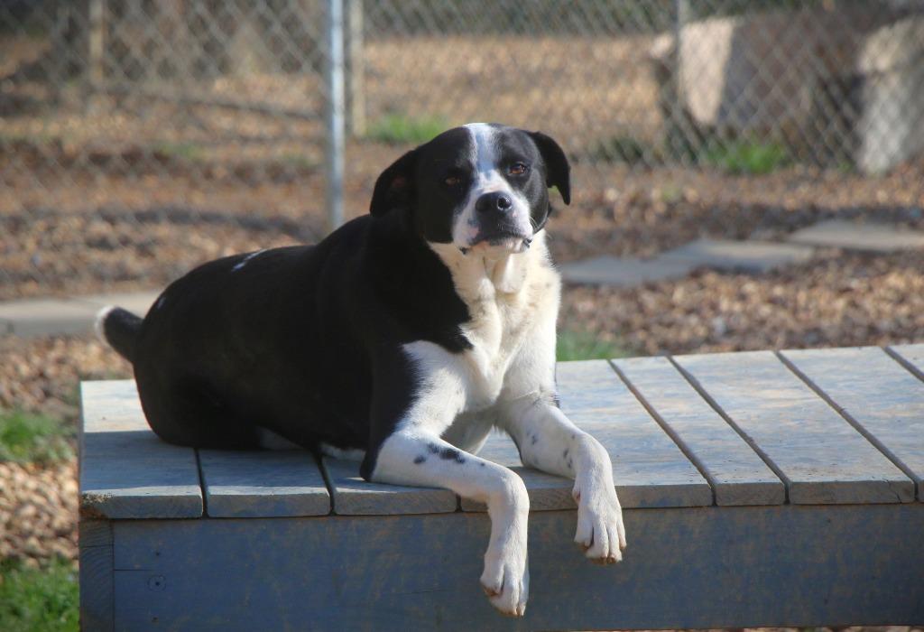 Enlarge Baxter 23, a Adoptable mixed breed in Brookhaven, MS image 2/4