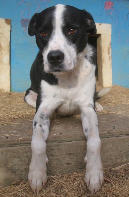 Enlarge Baxter 23, a Adoptable mixed breed in Brookhaven, MS image 2/4