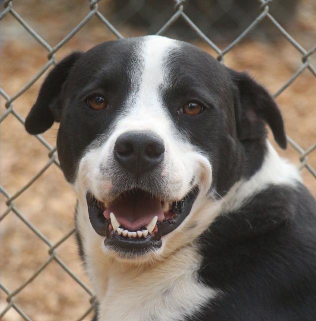Enlarge Baxter 23, a Adoptable mixed breed in Brookhaven, MS image 3/4