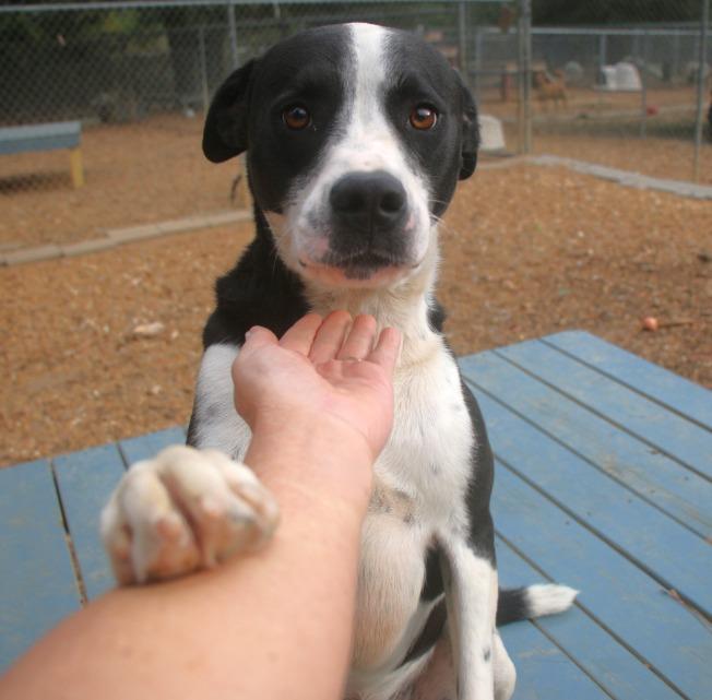 Enlarge Baxter 23, a Adoptable mixed breed in Brookhaven, MS image 4/4