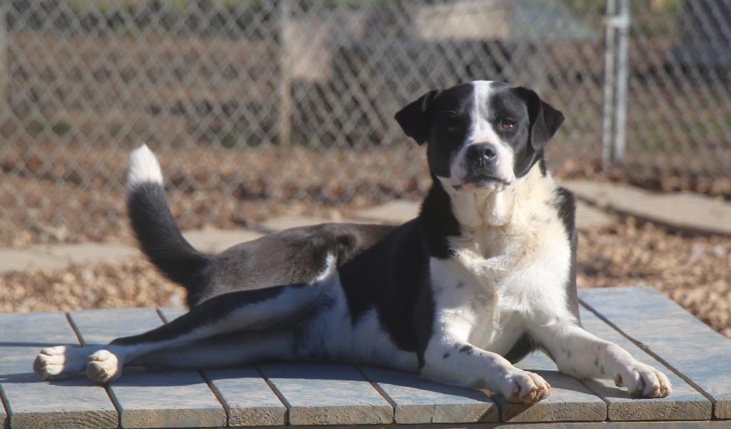 Enlarge Baxter 23, a Adoptable mixed breed in Brookhaven, MS image 3/4