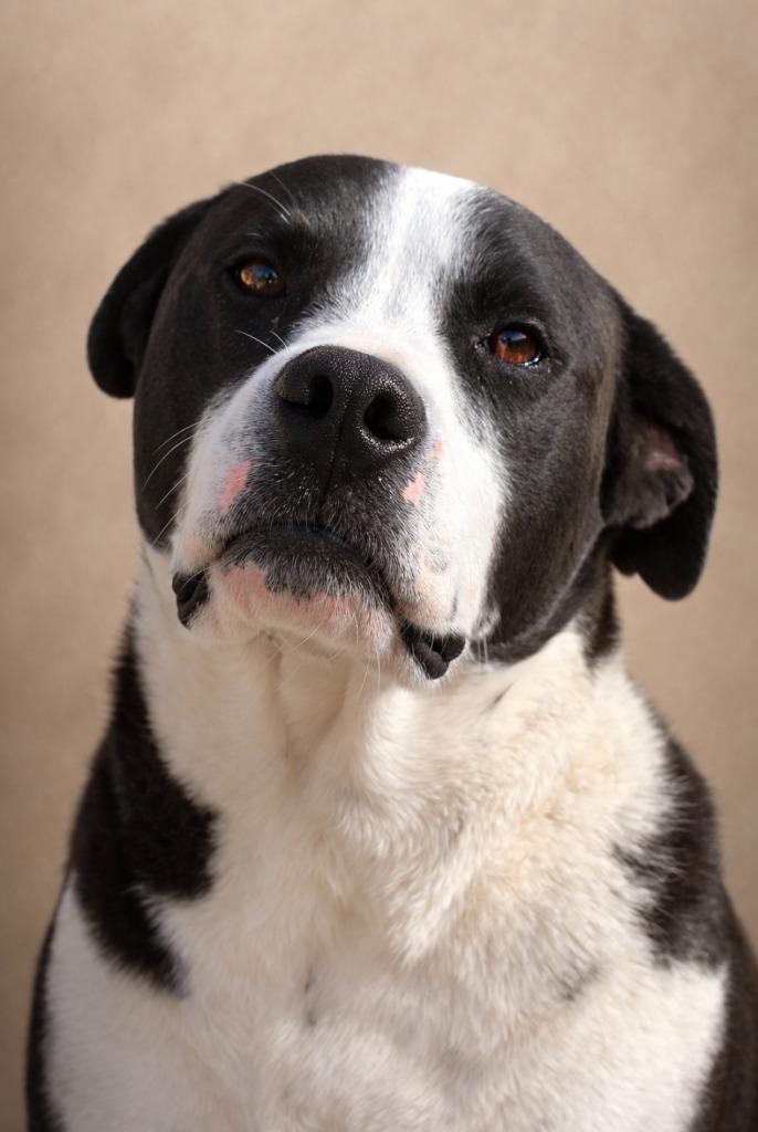 Enlarge Baxter 23, a Adoptable mixed breed in Brookhaven, MS image 4/4