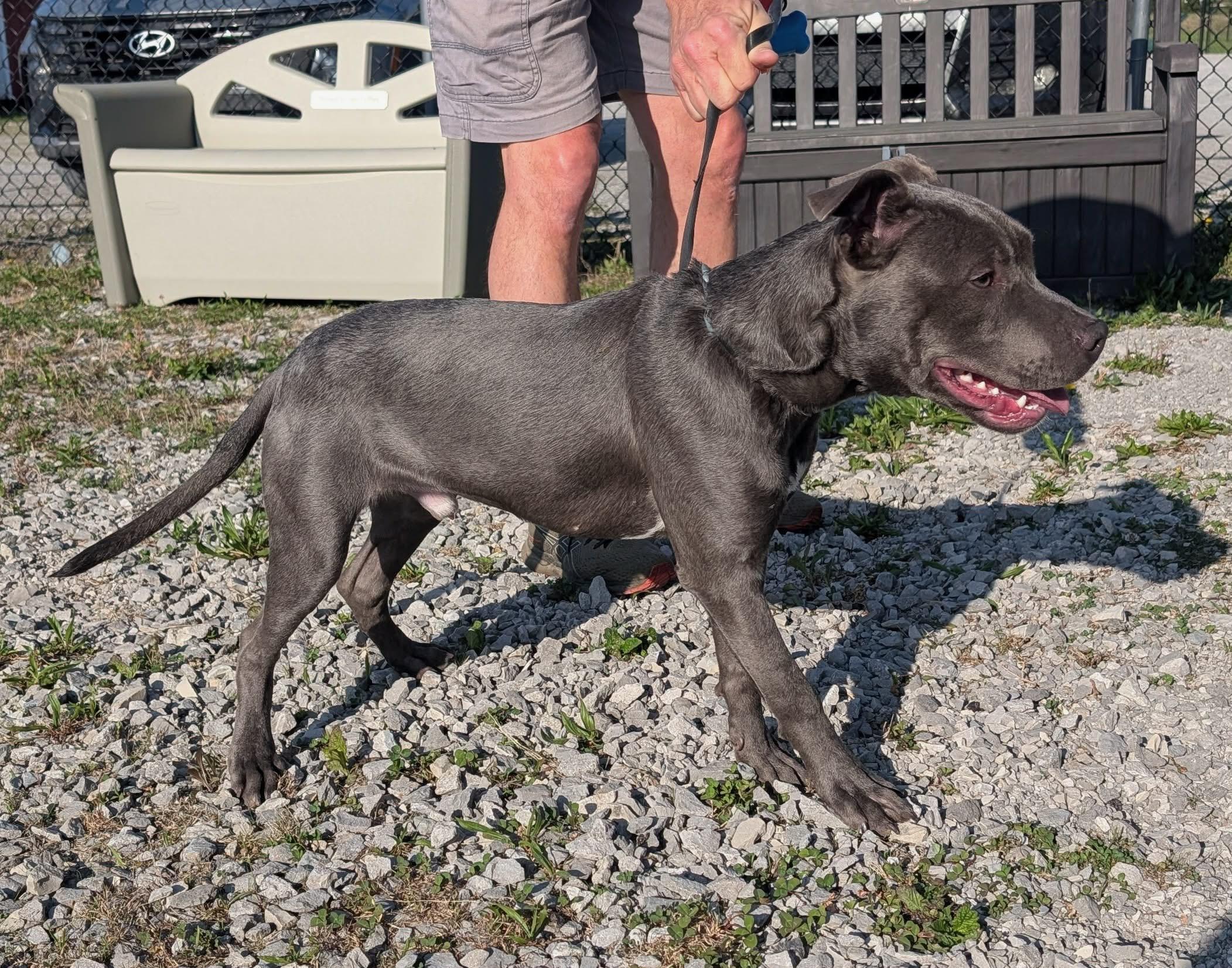 Enlarge California , a ADOPTABLE mixed breed in Monona, WI image 2/6