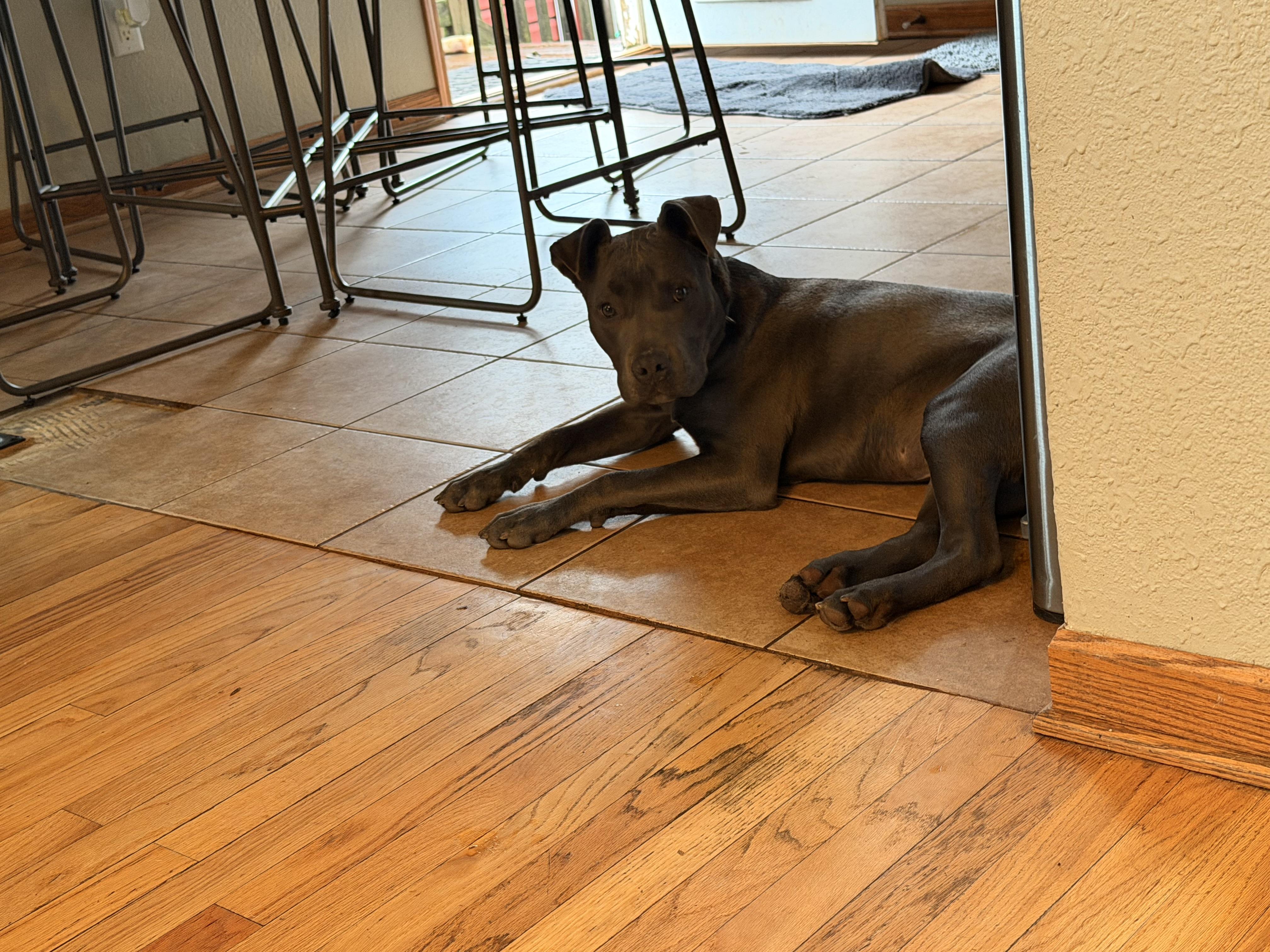 Enlarge California , a ADOPTABLE mixed breed in Monona, WI image 4/6