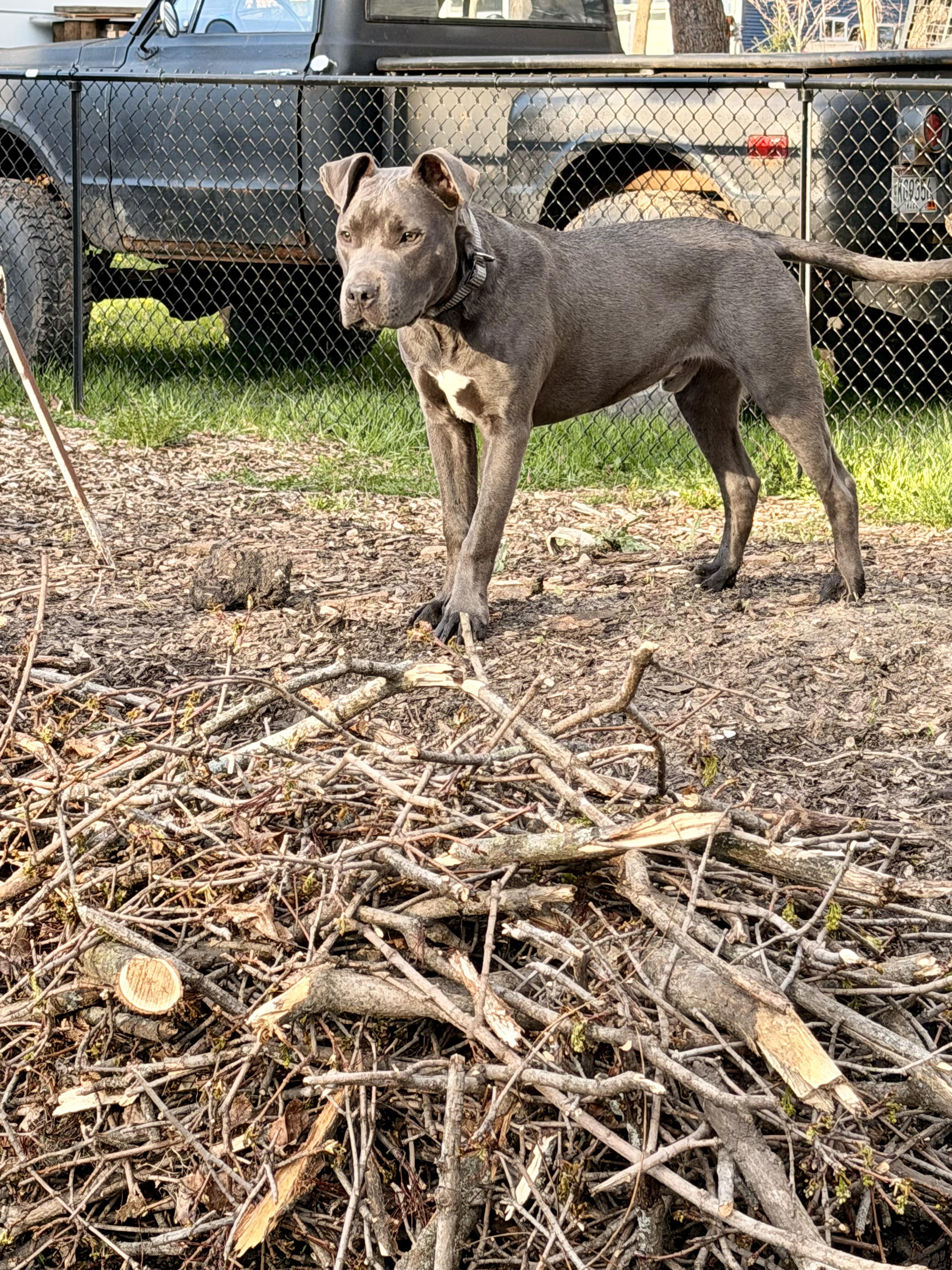 Enlarge California , a ADOPTABLE mixed breed in Monona, WI image 6/6