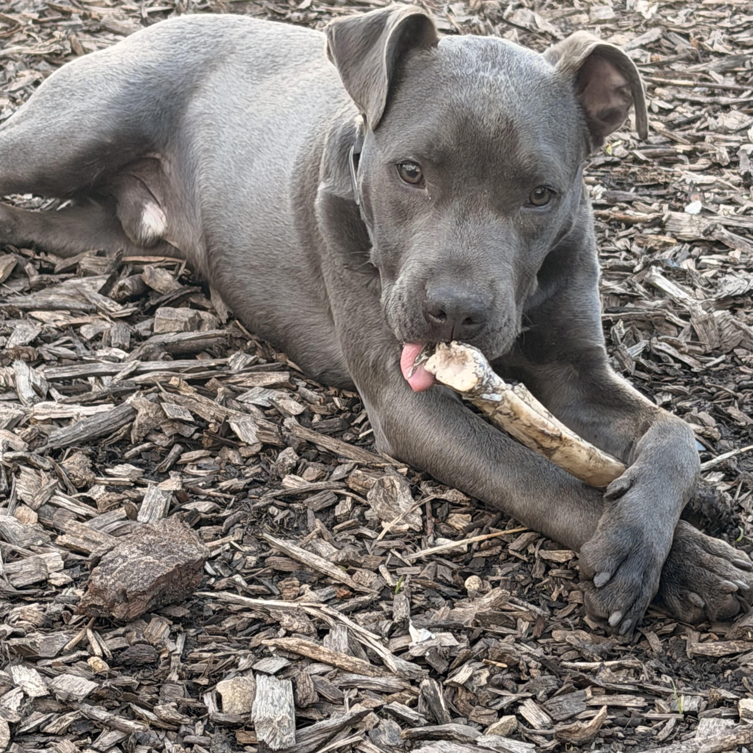 California , ADOPTABLE, Young Male Mixed Breed & Pit Bull Terrier.