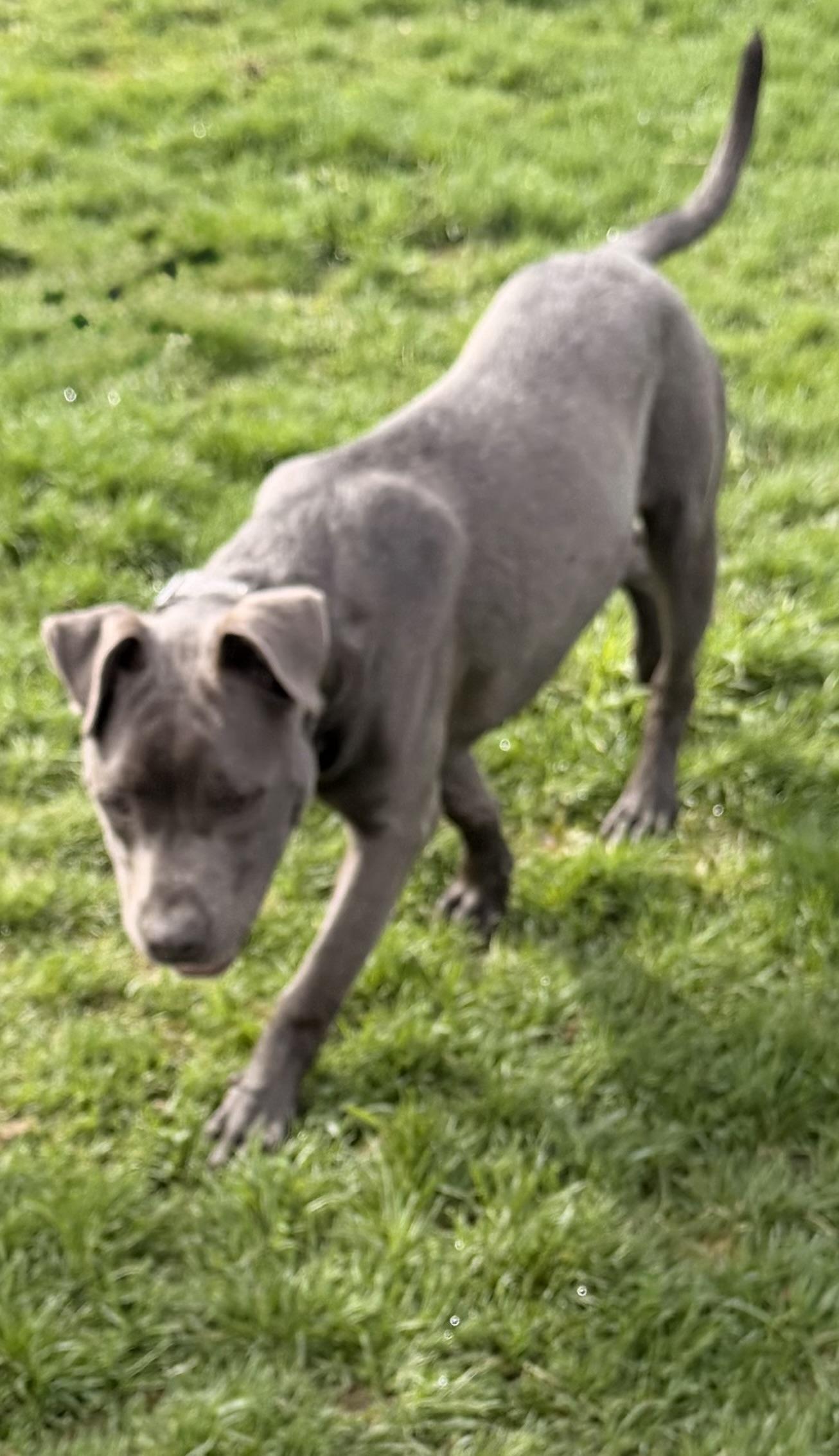 Enlarge California , a ADOPTABLE mixed breed in Monona, WI image 5/6