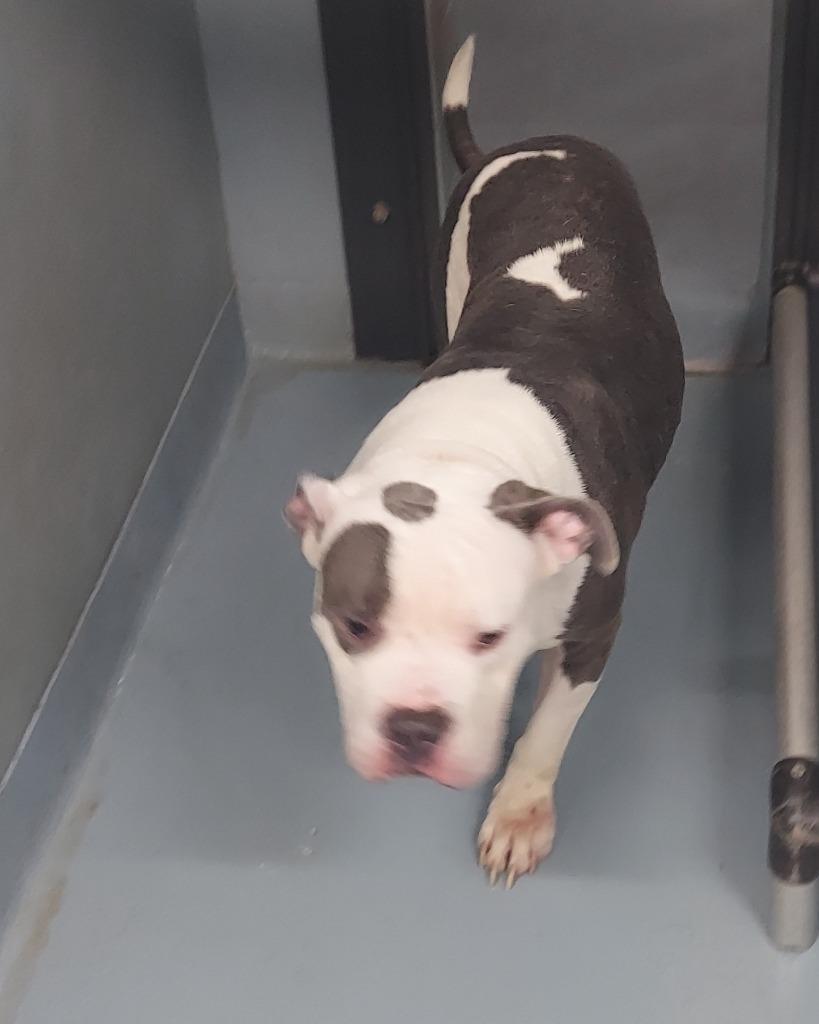 Mister, Adoptable, Adult Male Mixed Breed.