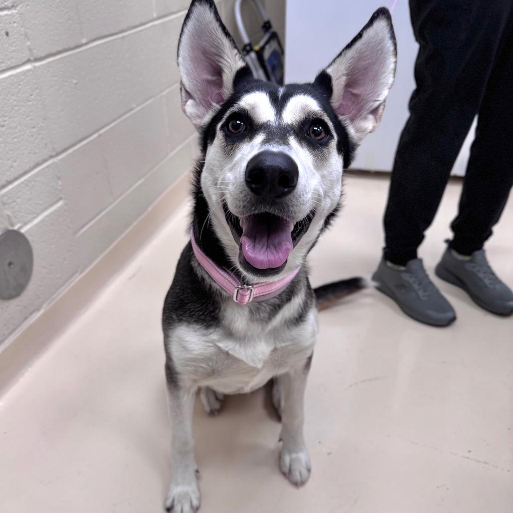 Enlarge Birdie, a Adoptable Mixed Breed in Winston-Salem, NC image 1/3