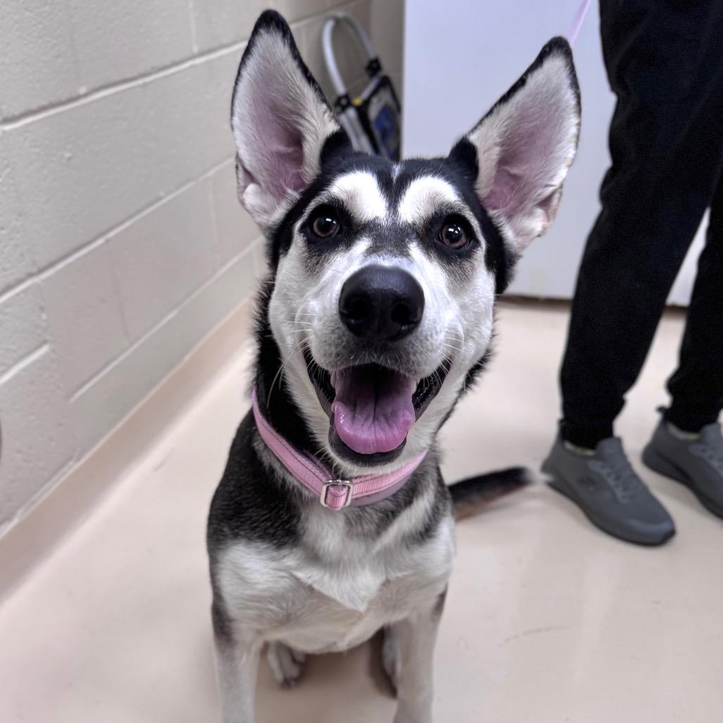 Enlarge Birdie, a Adoptable Mixed Breed in Winston-Salem, NC image 2/3