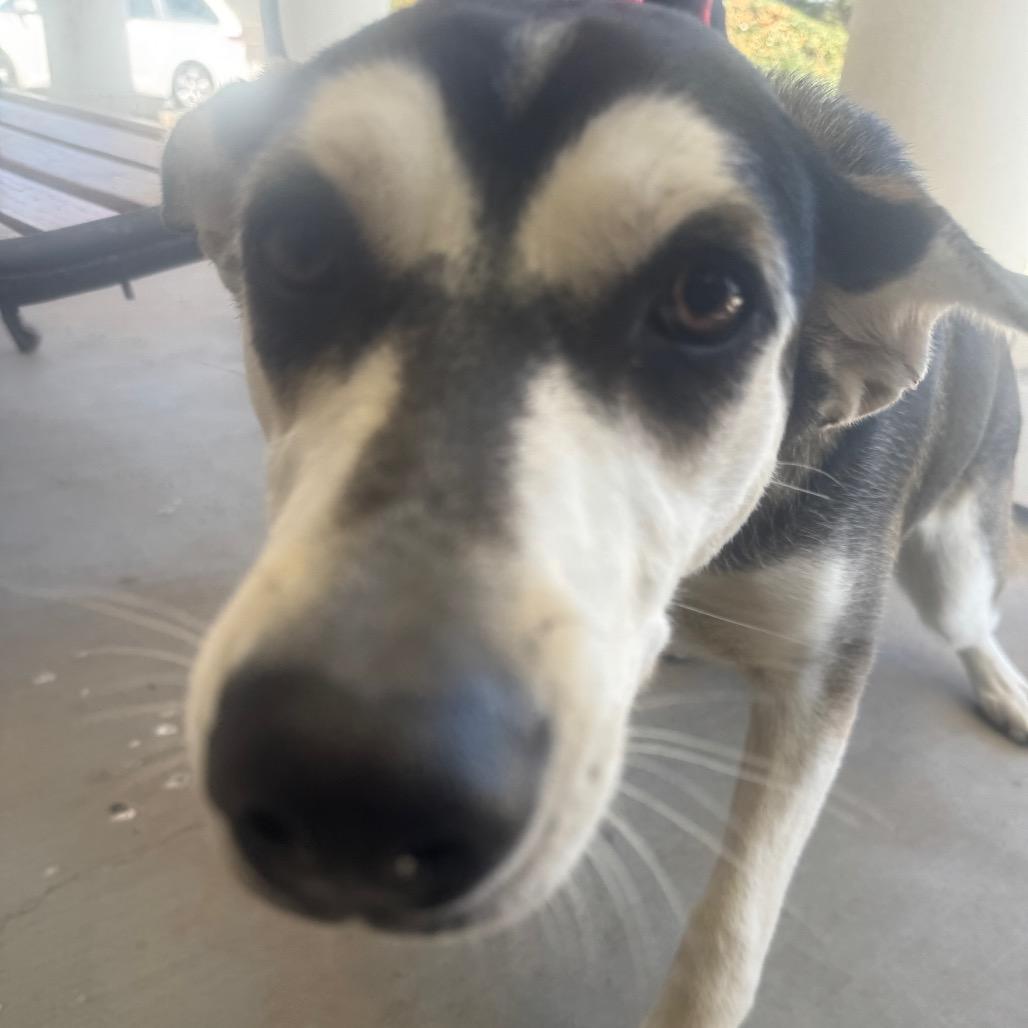 Enlarge Birdie, a Adoptable Mixed Breed in Winston-Salem, NC image 3/3