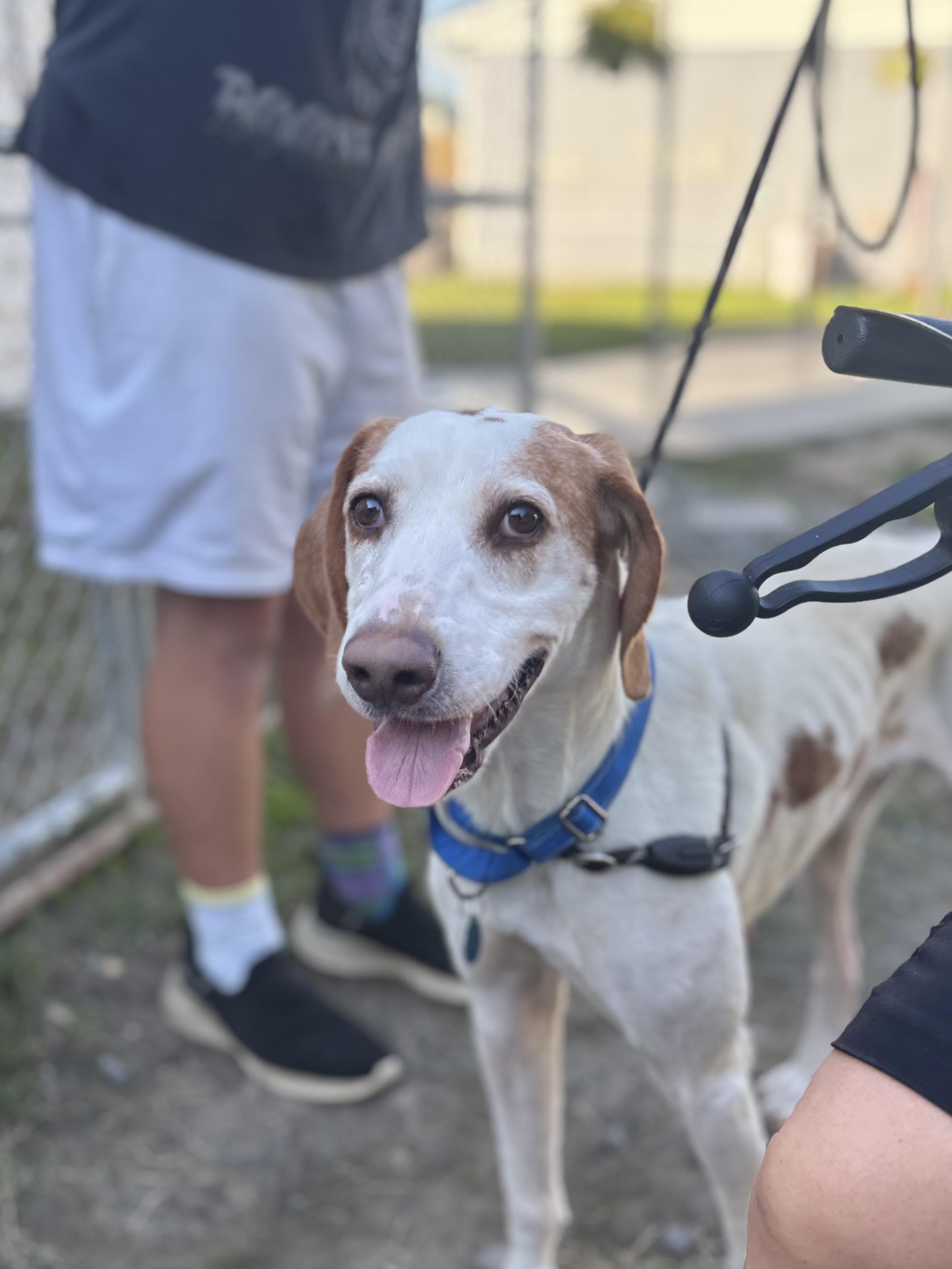 Enlarge Jake, a Adoptable Hound in Gloucester, VA image 4/4