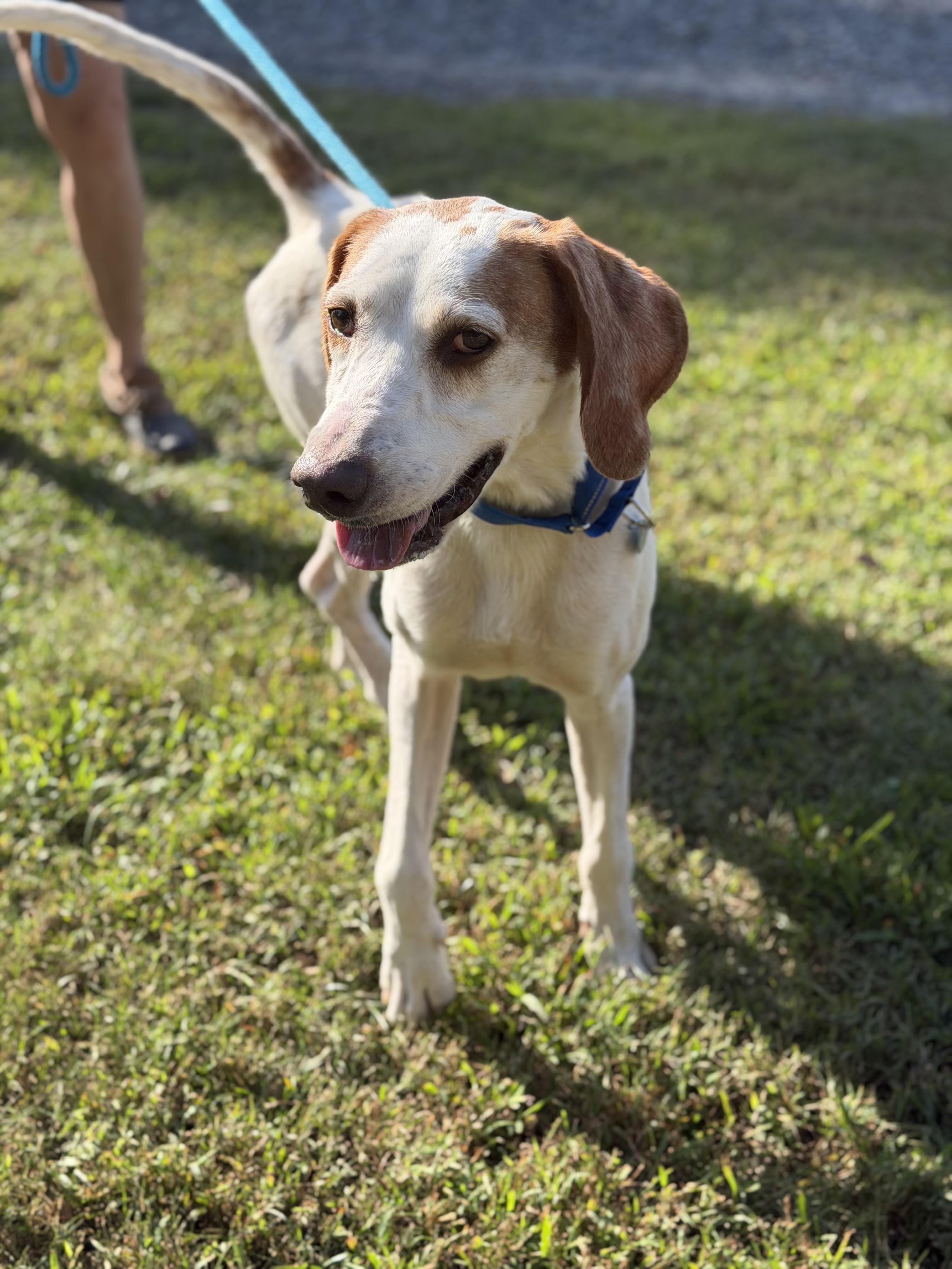 Enlarge Jake, a Adoptable Hound in Gloucester, VA image 3/4