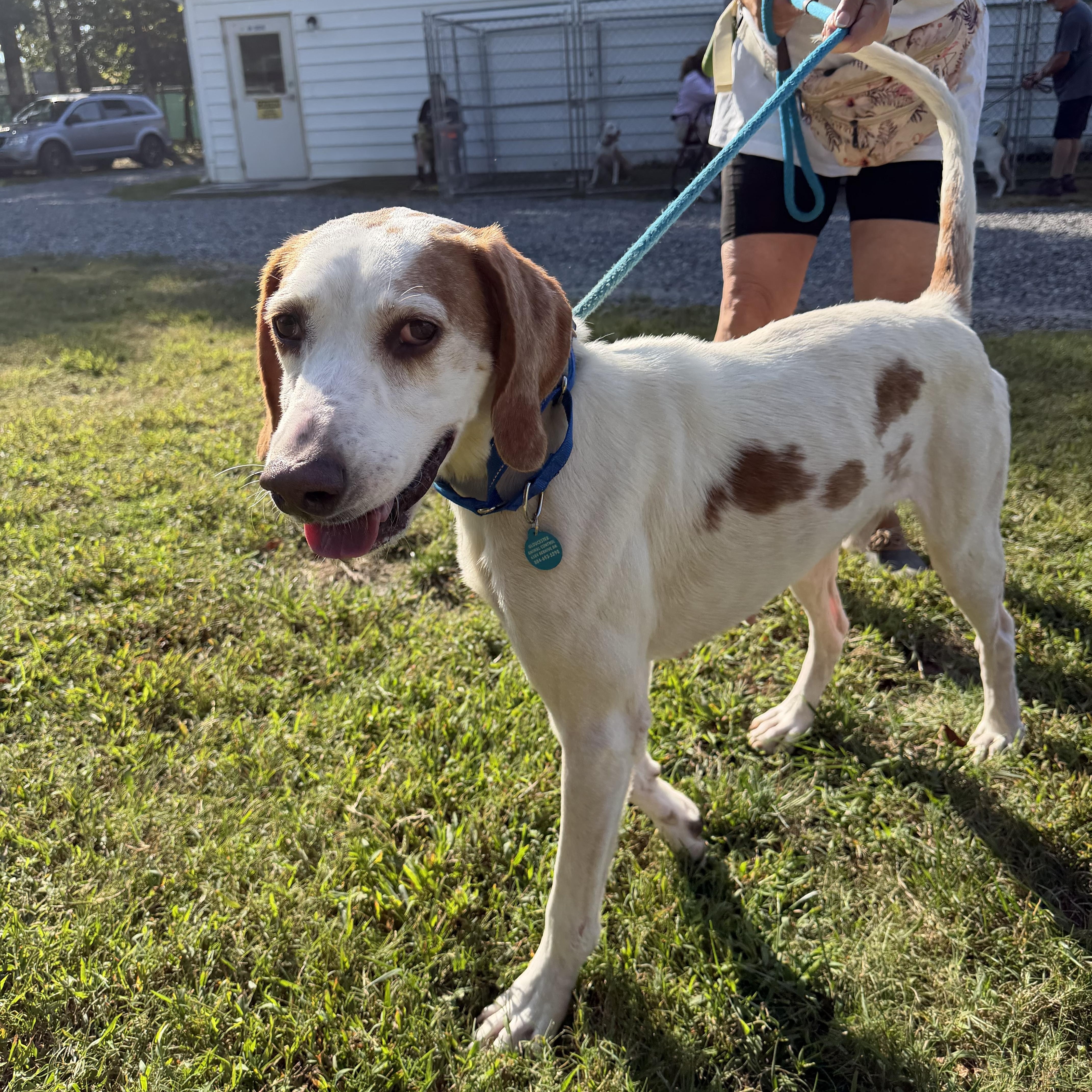 Enlarge Jake, a Adoptable Hound in Gloucester, VA image 1/4